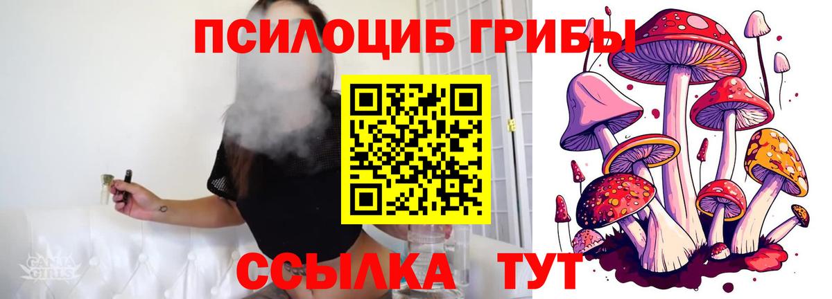 Псилоцибиновые грибы Psilocybe Осинники